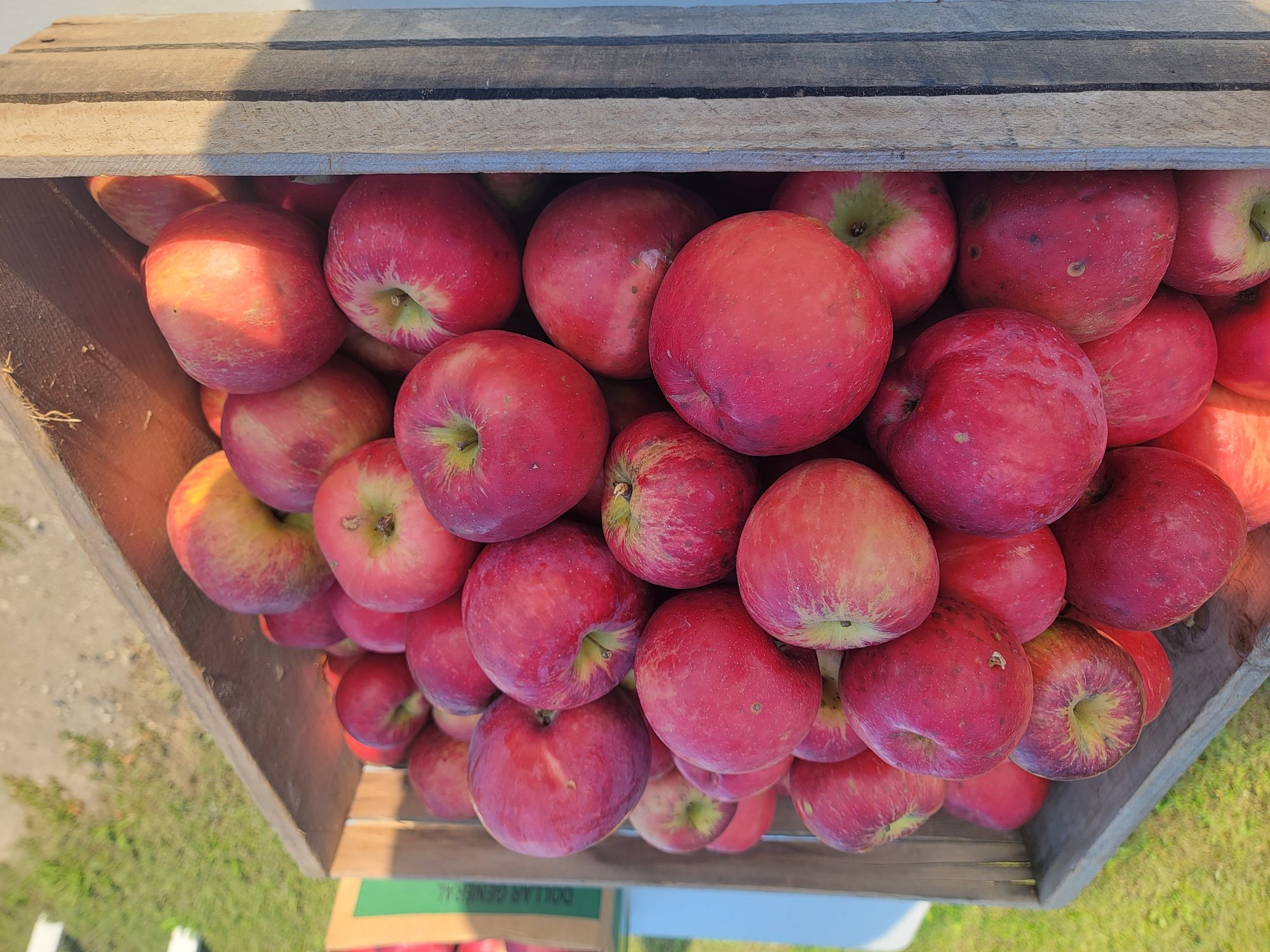 A full crate of apples harvested at Two Sisters Orchard