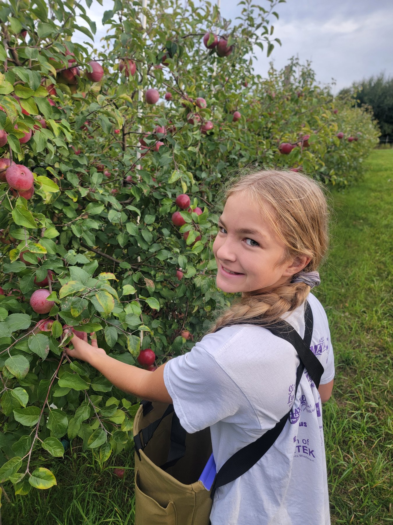 Sofie picking apples in the orchard