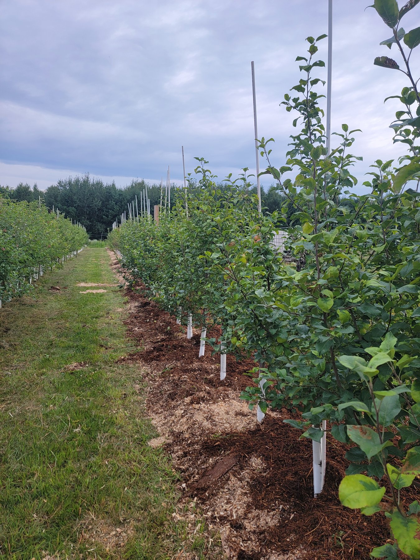 A path between the orchard rows